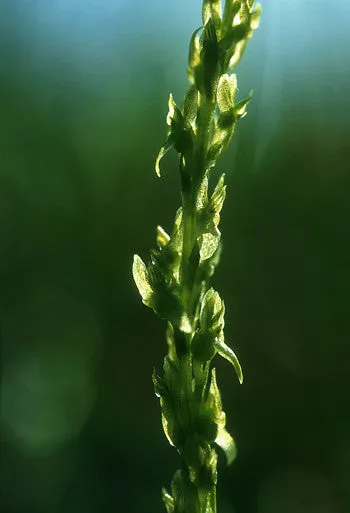 Green Fairy Orchid - <i>Hammarbya paludosa</i>