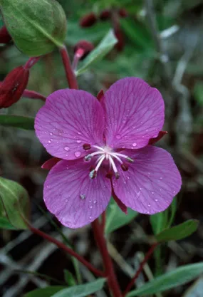 River Beauty - <i>Epilobium latifolium</i>