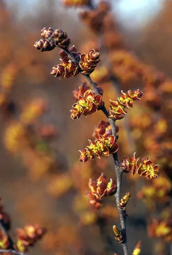 Sweetgale - <i>Myrica gale</i>