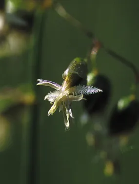 Sweetgrass - <i>Hierochloe odorata</i>